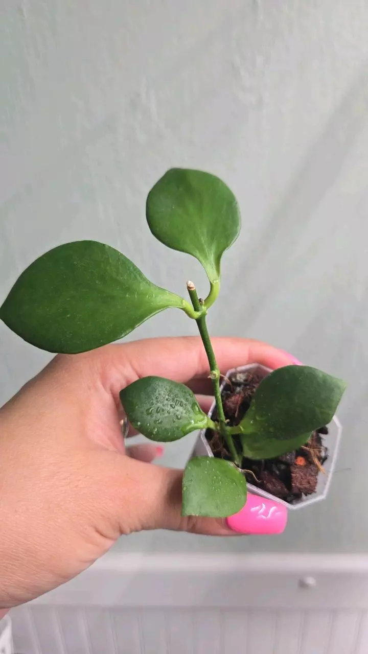 plant/Hoya NS 055-055 #2242-0