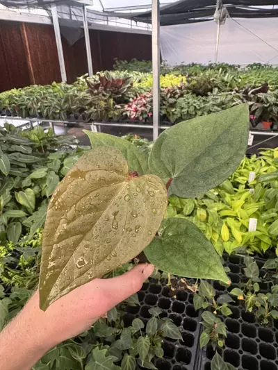 plant/Seed grown anthurium luxurians x papillilaminum starter plant growers choice-1-thumbnail