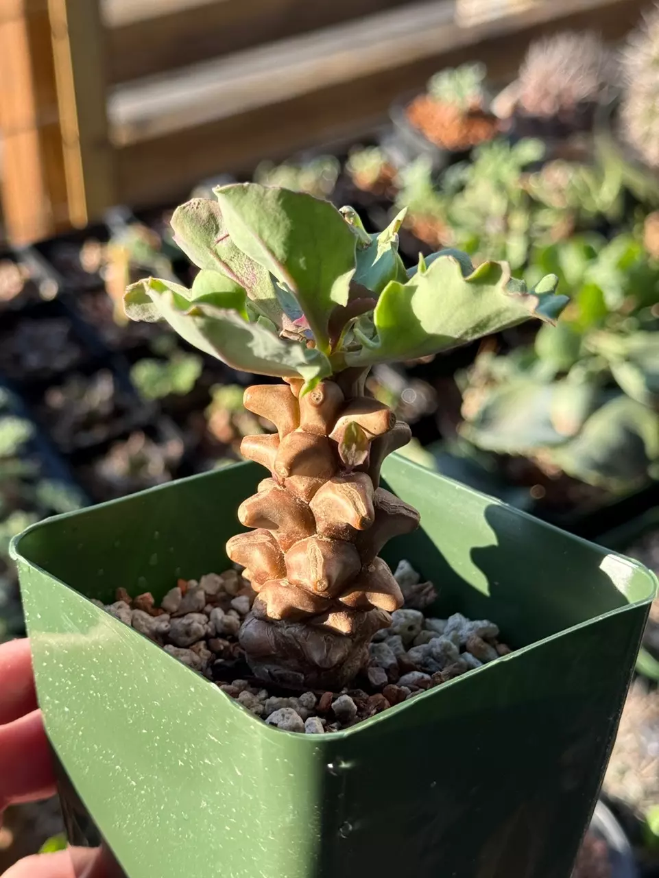 plant/Othonna Herrei-0