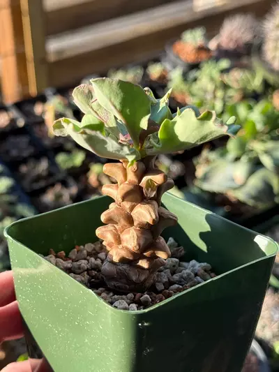 plant/Othonna Herrei-0-thumbnail