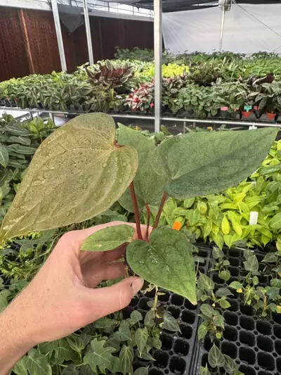 plant/Seed grown anthurium luxurians x papillilaminum starter plant growers choice-2-thumbnail