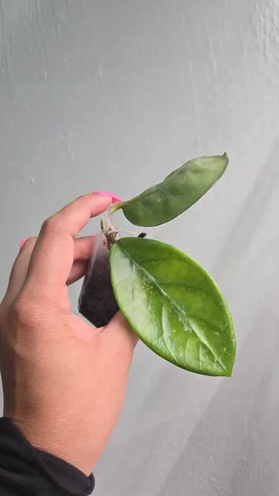 plant/Hoya Jokul Silver #2239-1-thumbnail