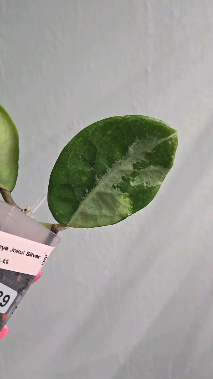 plant/Hoya Jokul Silver #2239-2