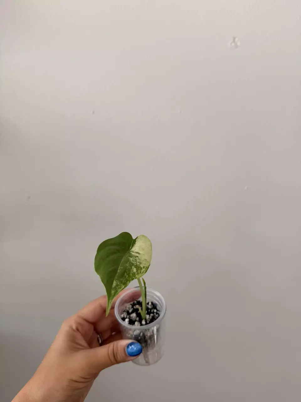 plant/Alocasia Odora Batik Aurea Pup-0