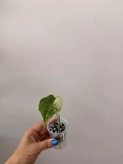 plant/Alocasia Odora Batik Aurea Pup-0-thumbnail