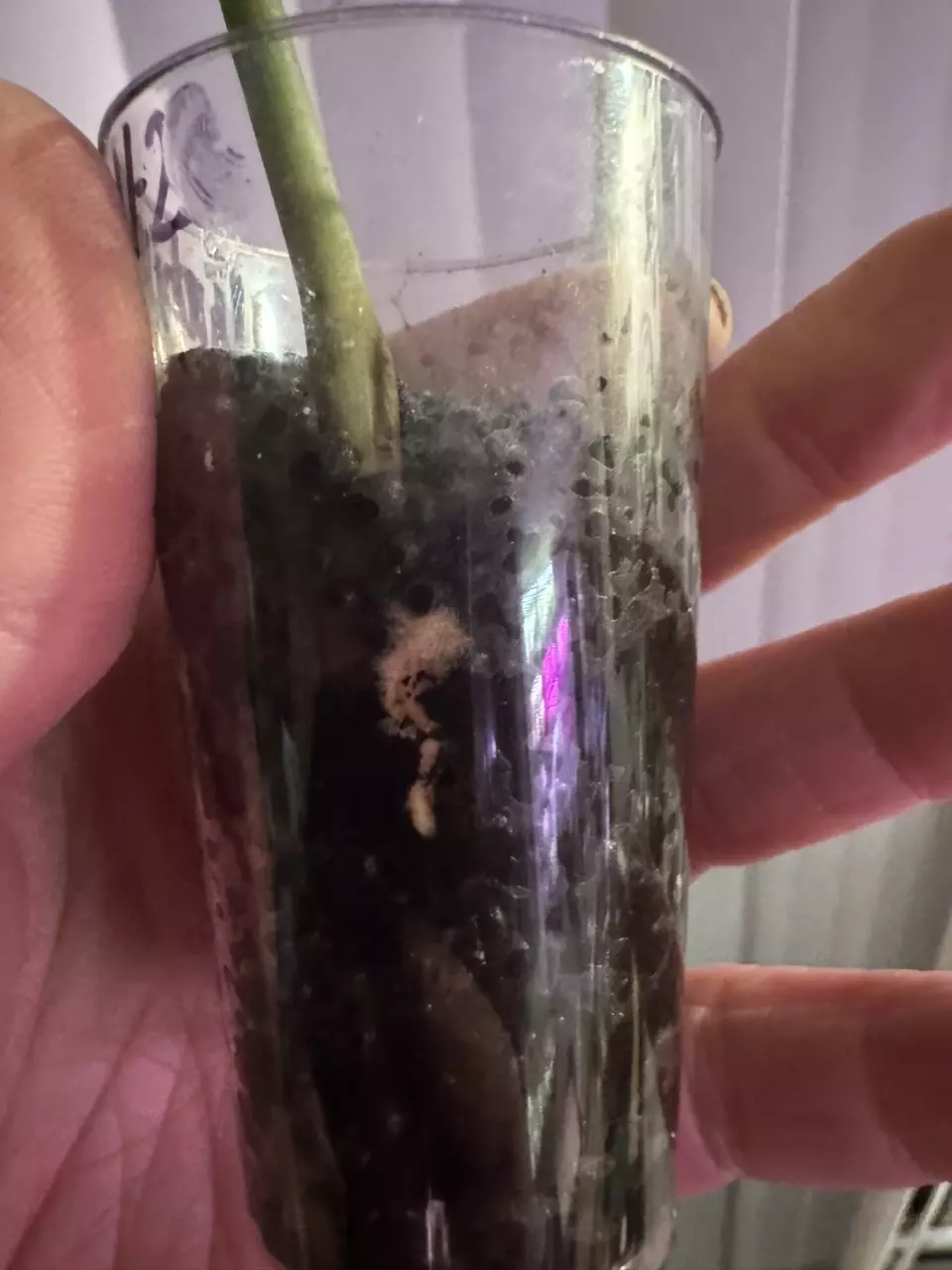 plant/Slightly rooted Cercestis Mirabillis!-1