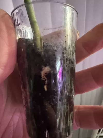 plant/Slightly rooted Cercestis Mirabillis!-1-thumbnail