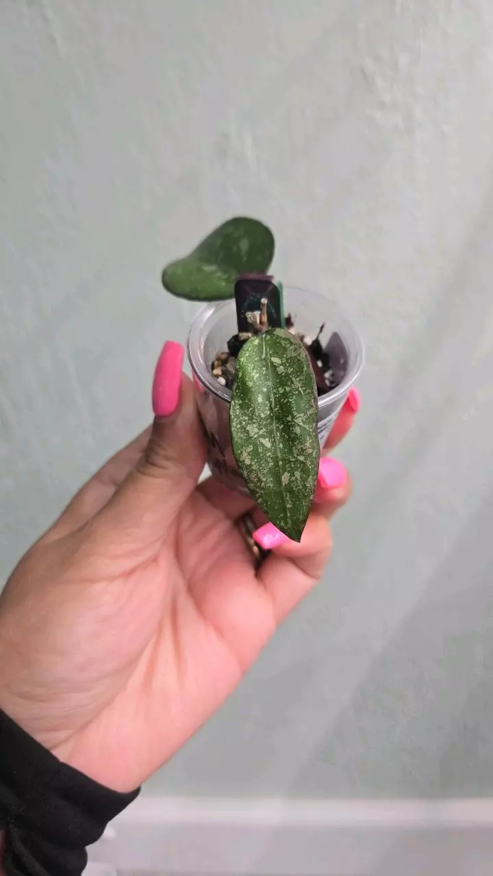 plant/Hoya Verticillata 'Black Margin' (splash) #2246-1