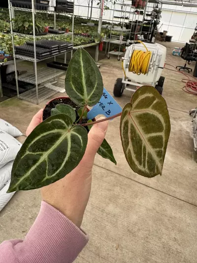 plant/Anthurium Magnificum x silver blush 4” pot growers choice-3-thumbnail