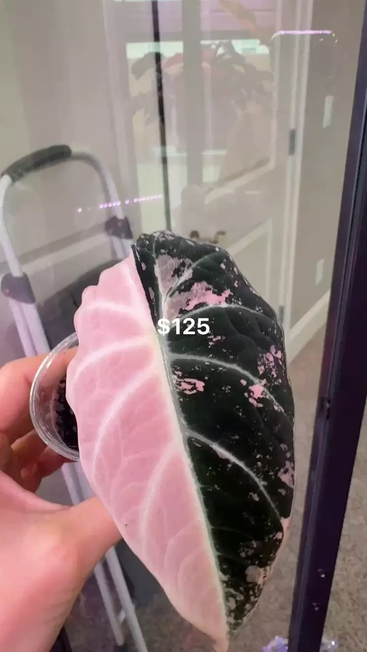 plant/Two PBVs plus insulation and 72 hr heating pack-1