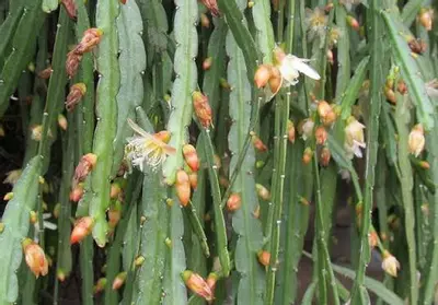 plant/Lepismium Bolivianum (Pfeiffera) 2”-3-thumbnail