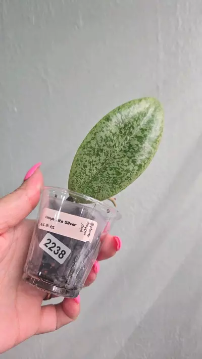 plant/Hoya Jita Silver #2238-0-thumbnail