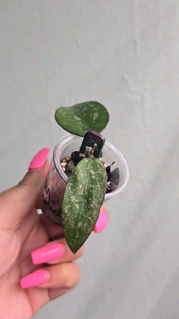 plant/Hoya Verticillata 'Black Margin' (splash) #2246-0