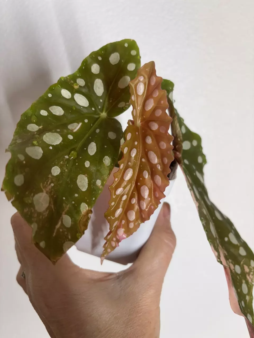 plant/Begonia Maculata ‘Pink’ – 3 Leaf-0