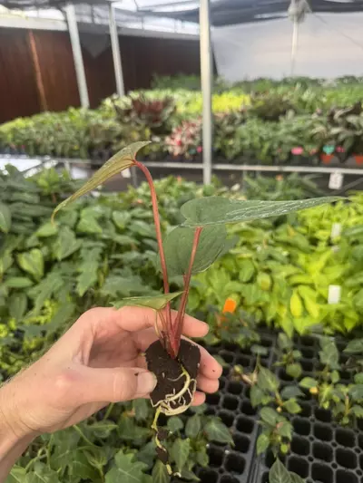 plant/Seed grown anthurium luxurians x papillilaminum starter plant growers choice-5-thumbnail