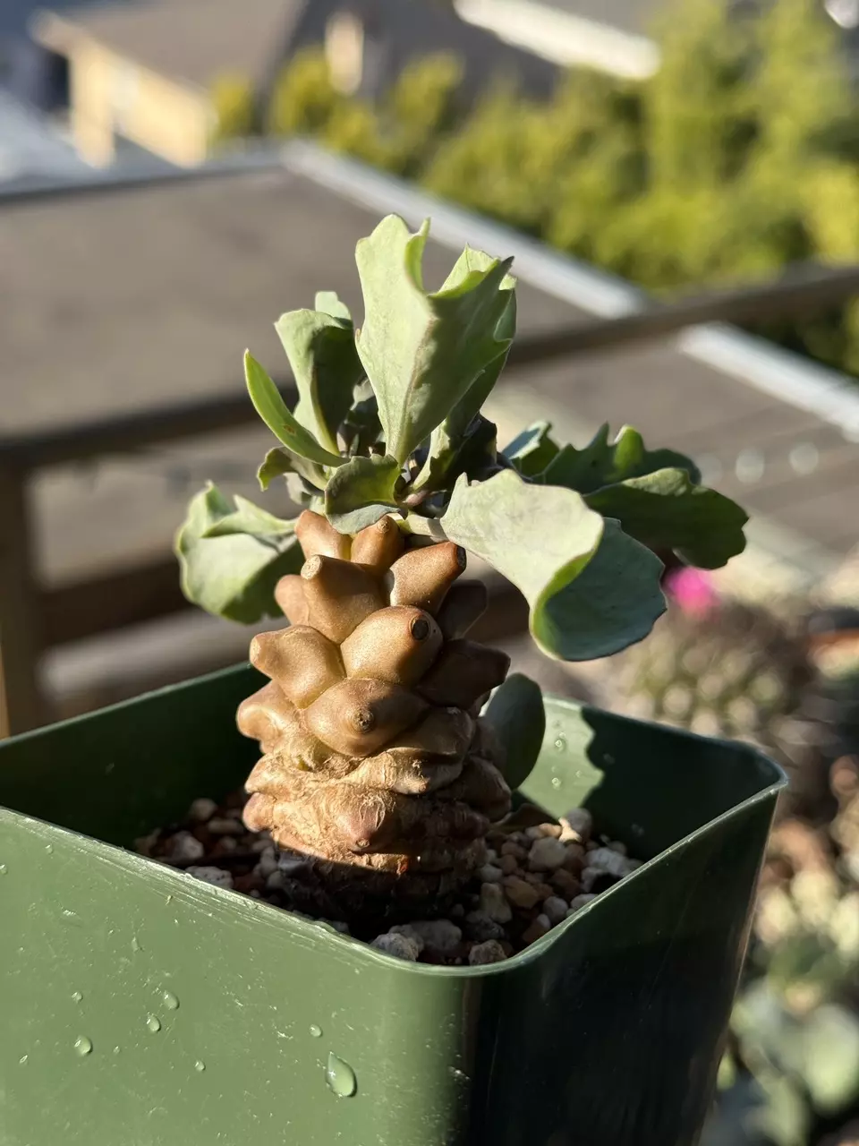 plant/Othonna Herrei-1