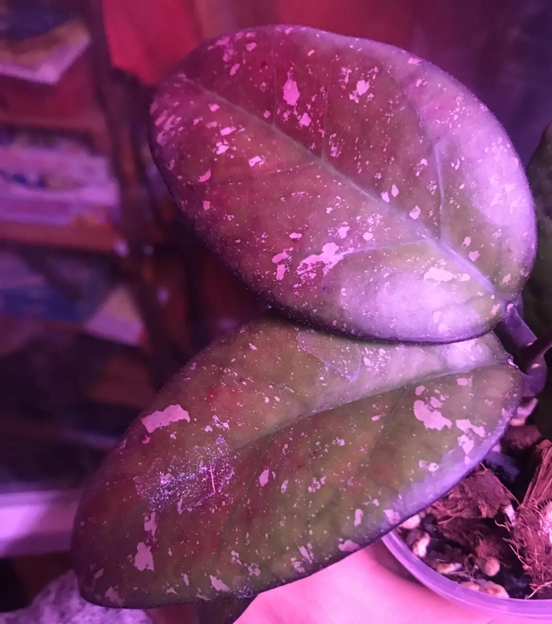 plant/Hoya Patcharawalai 077 2 leaf 1 node Fresh Top Cut w/ active runner🥳-2