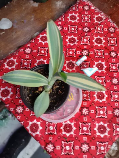 plant/Tradescantia pallidia 'Marley'-2-thumbnail