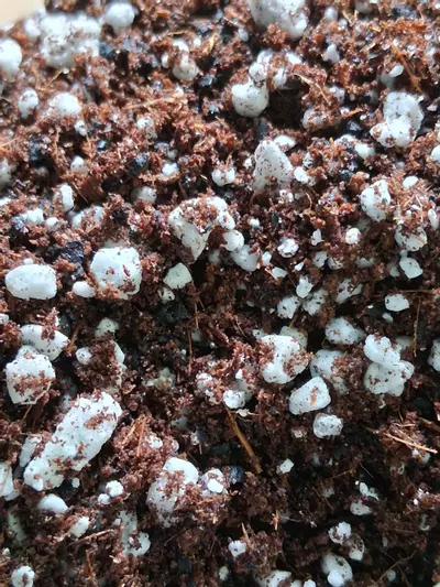 plant/Tissue Culture Soil-2-thumbnail