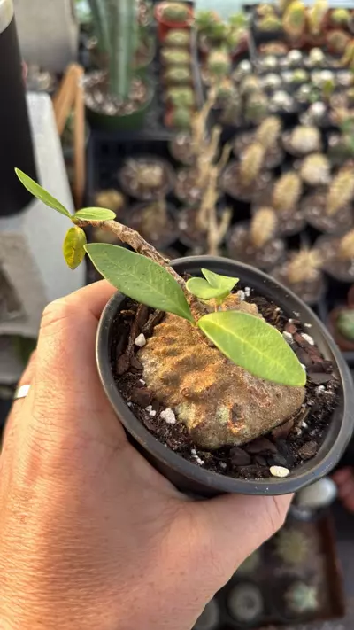 plant/Hydnophytum formicarum-0-thumbnail