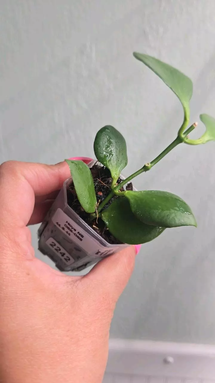 plant/Hoya NS 055-055 #2242-2