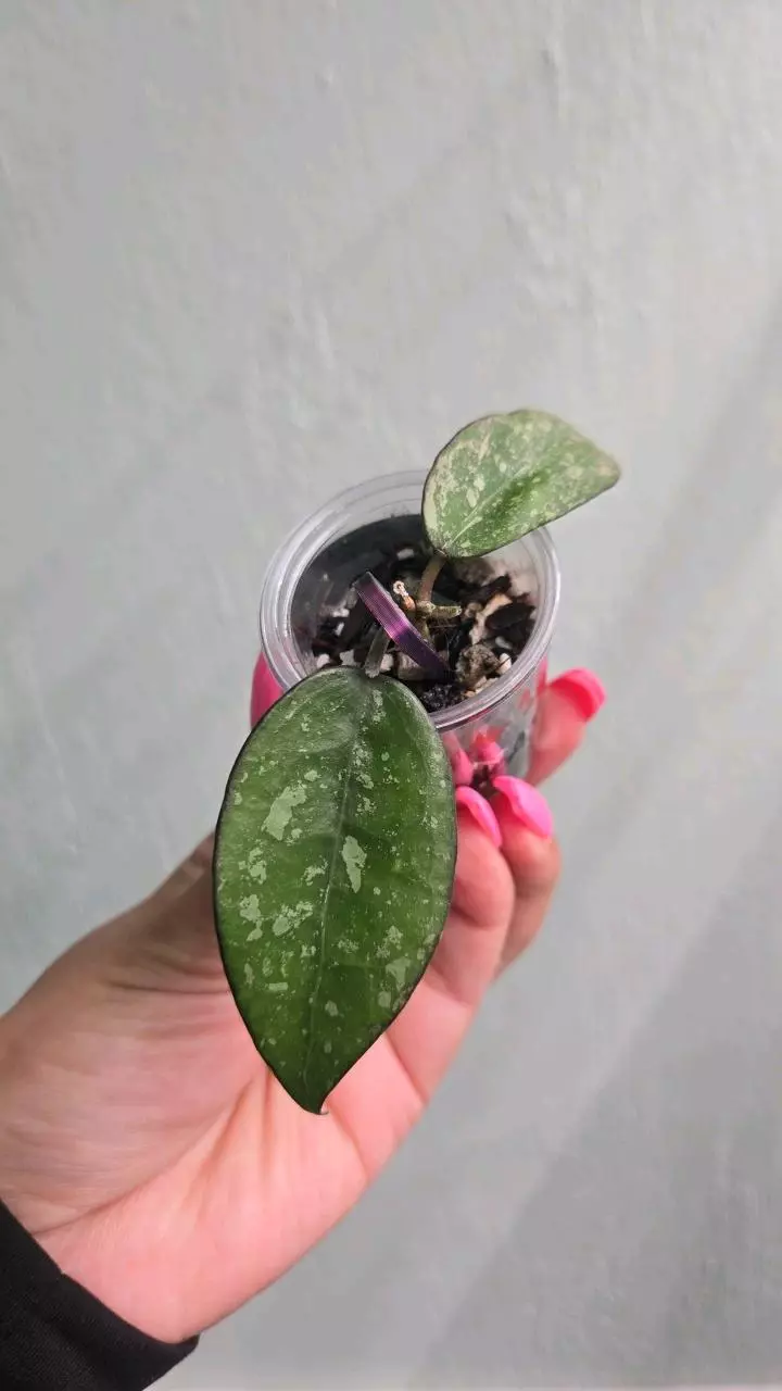 plant/Hoya Verticillata 'Black Margin' (splash) #2246-2