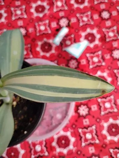plant/Tradescantia pallidia 'Marley'-5-thumbnail