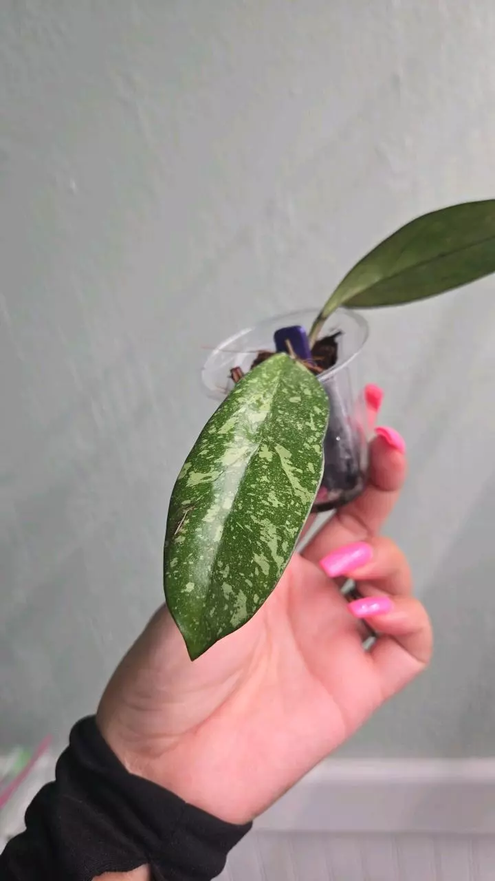 plant/Hoya Michelle x Crassipetiolata (Clone 2) #2162-1