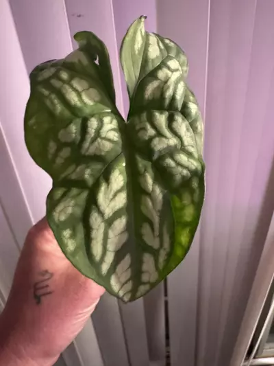 plant/Slightly rooted Cercestis Mirabillis!-0-thumbnail