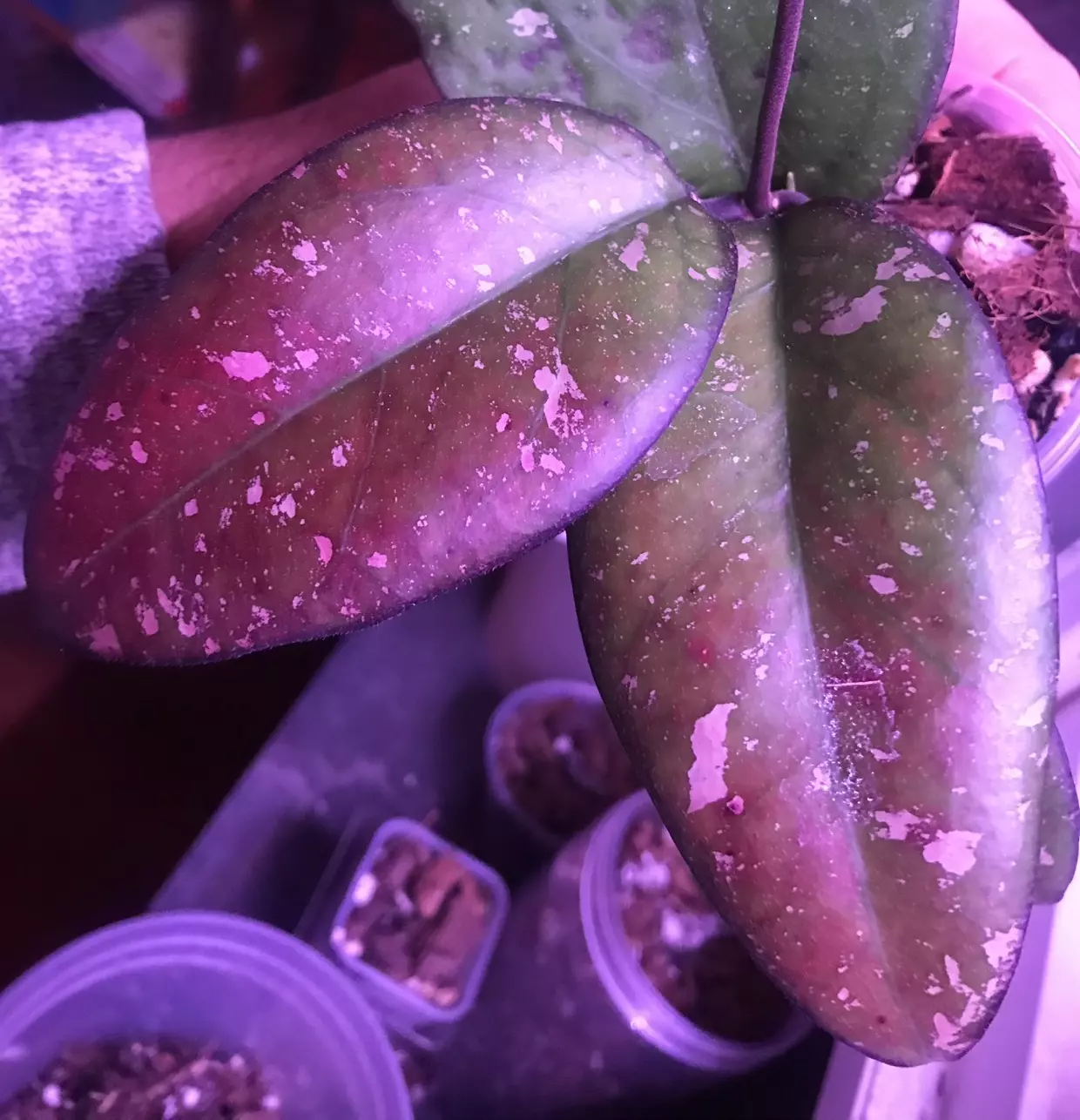 plant/Hoya Patcharawalai 077 2 leaf 1 node Fresh Top Cut w/ active runner🥳-0