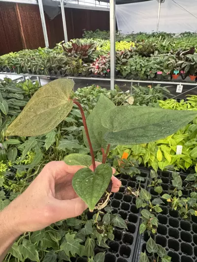 plant/Seed grown anthurium luxurians x papillilaminum starter plant growers choice-3-thumbnail