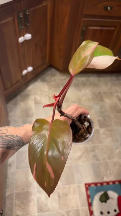 plant/Pink persimmon philodendron-0-thumbnail