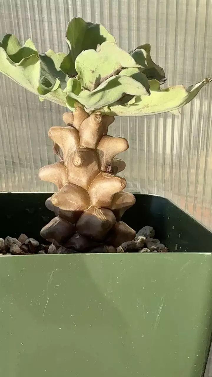 plant/Othonna Herrei-1