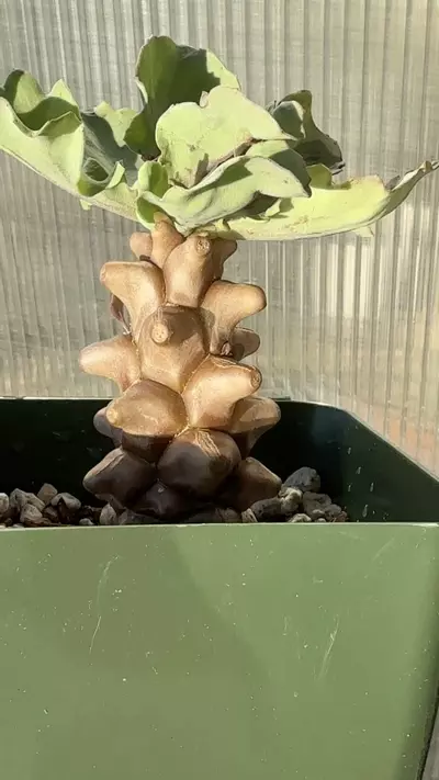 plant/Othonna Herrei-1-thumbnail