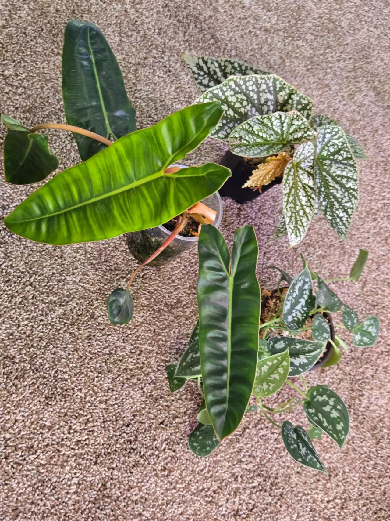 plant/Plant Bundle-0