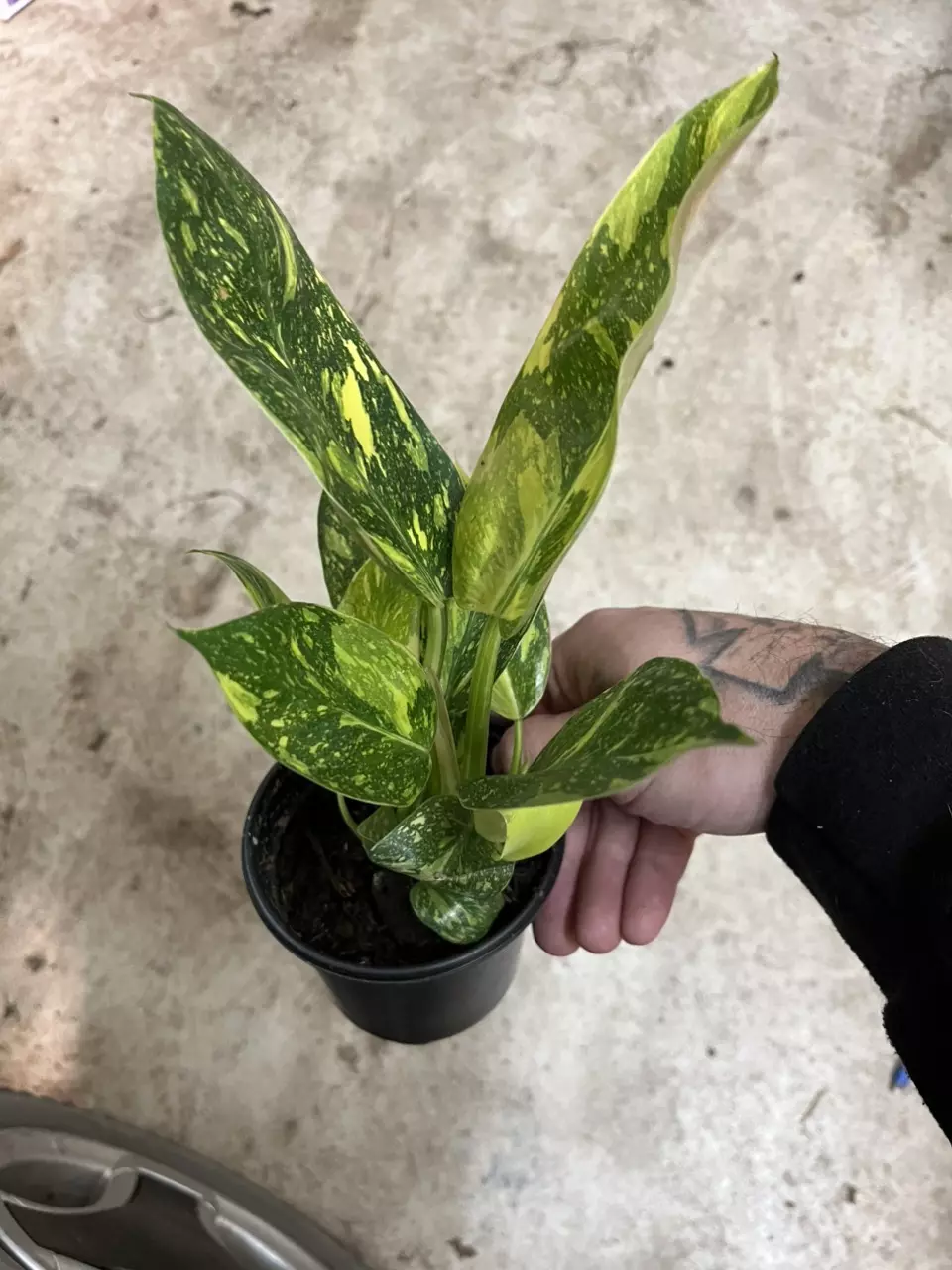 plant/Philodendron green Congo nuclear-2