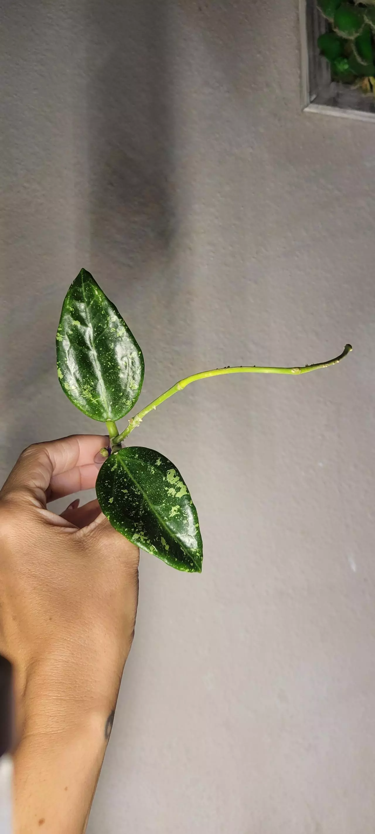 plant/Hoya AH805 Splash *Lightly rooted-0