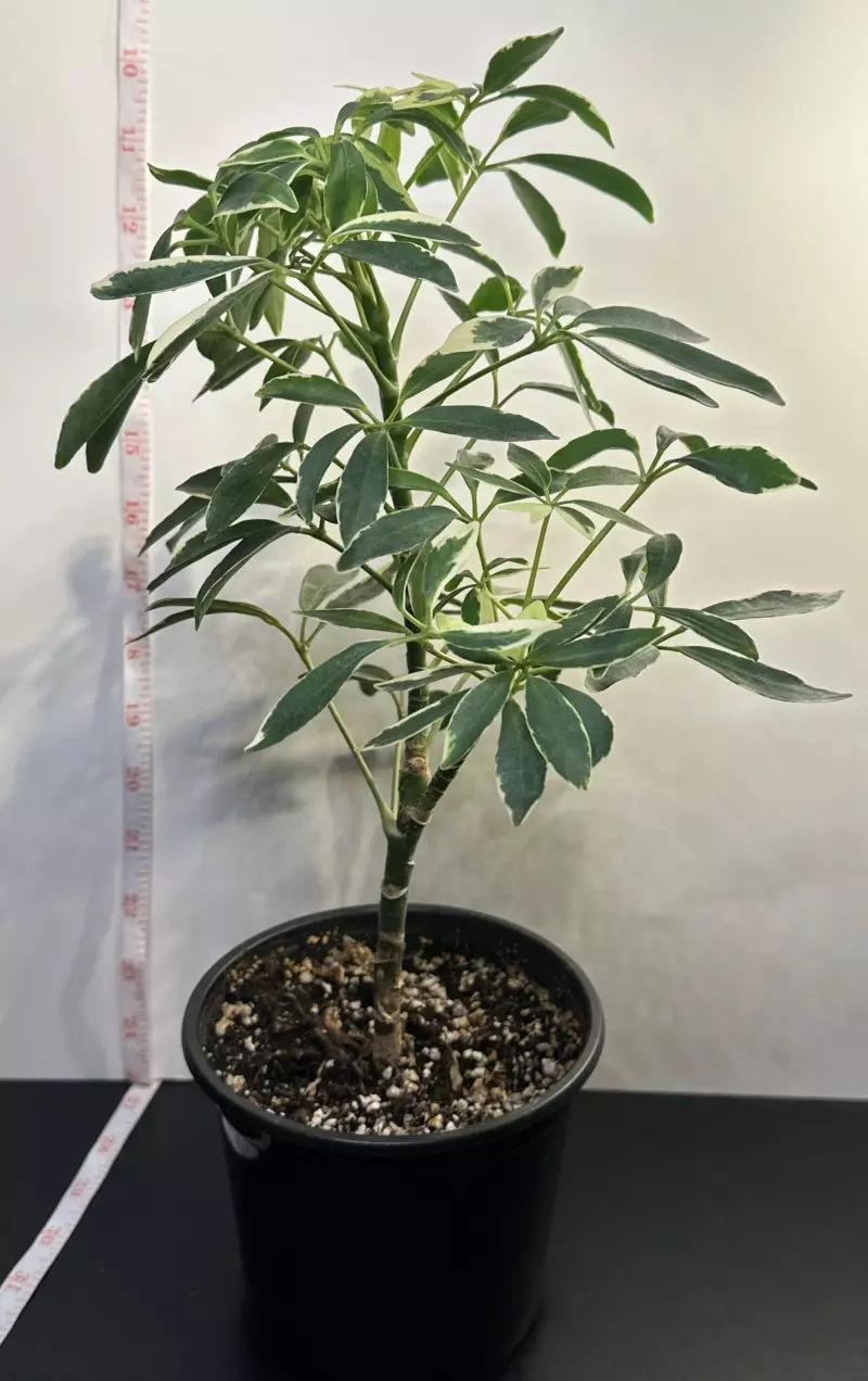 plant/Variegated Umbrella Plant-1