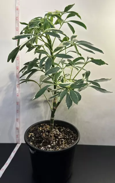 plant/Variegated Umbrella Plant-1-thumbnail