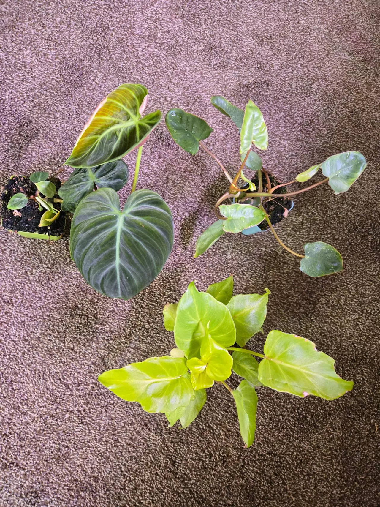 plant/Plant Bundle-0