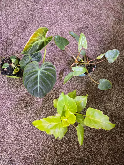 plant/Plant Bundle-0-thumbnail