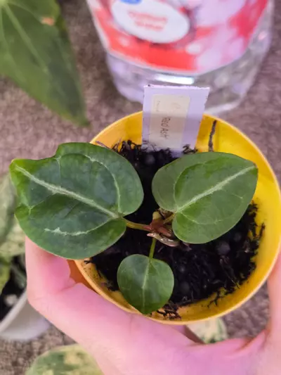 plant/Anthurium Red Ash seedling-0-thumbnail