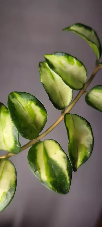 plant/Hoya Lacunosa Tricolor Bruno *Unrooted-3-thumbnail