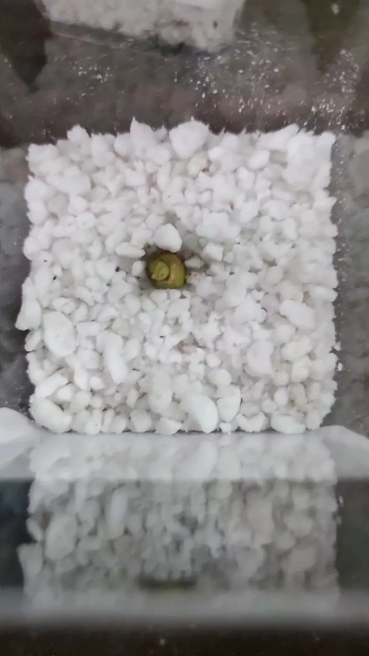 plant/Alocasia Gageana Aurea Sprouted Corm 12-033-0