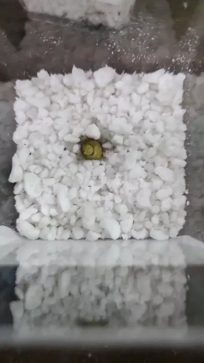 plant/Alocasia Gageana Aurea Sprouted Corm 12-033-0-thumbnail