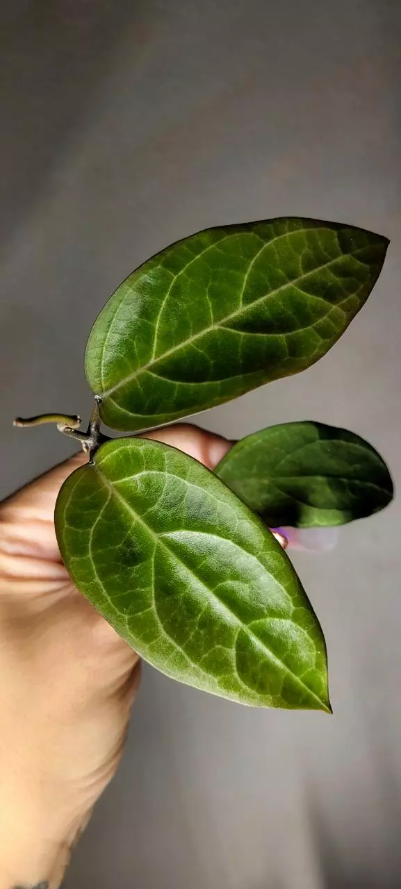 plant/Hoya 'Karaked 14' WRX32-14 (UT033 x Elliptica) *Lightly rooted-1