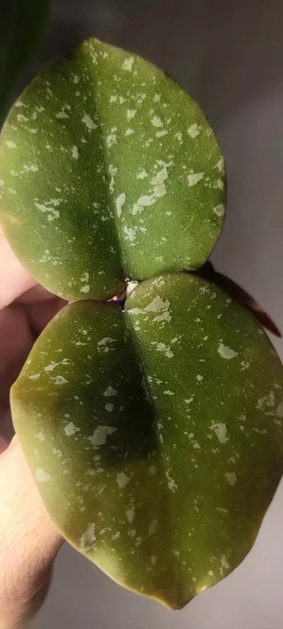 plant/Hoya WRX103-101 (WRX46-11 x Imbricata)*Unrooted-1