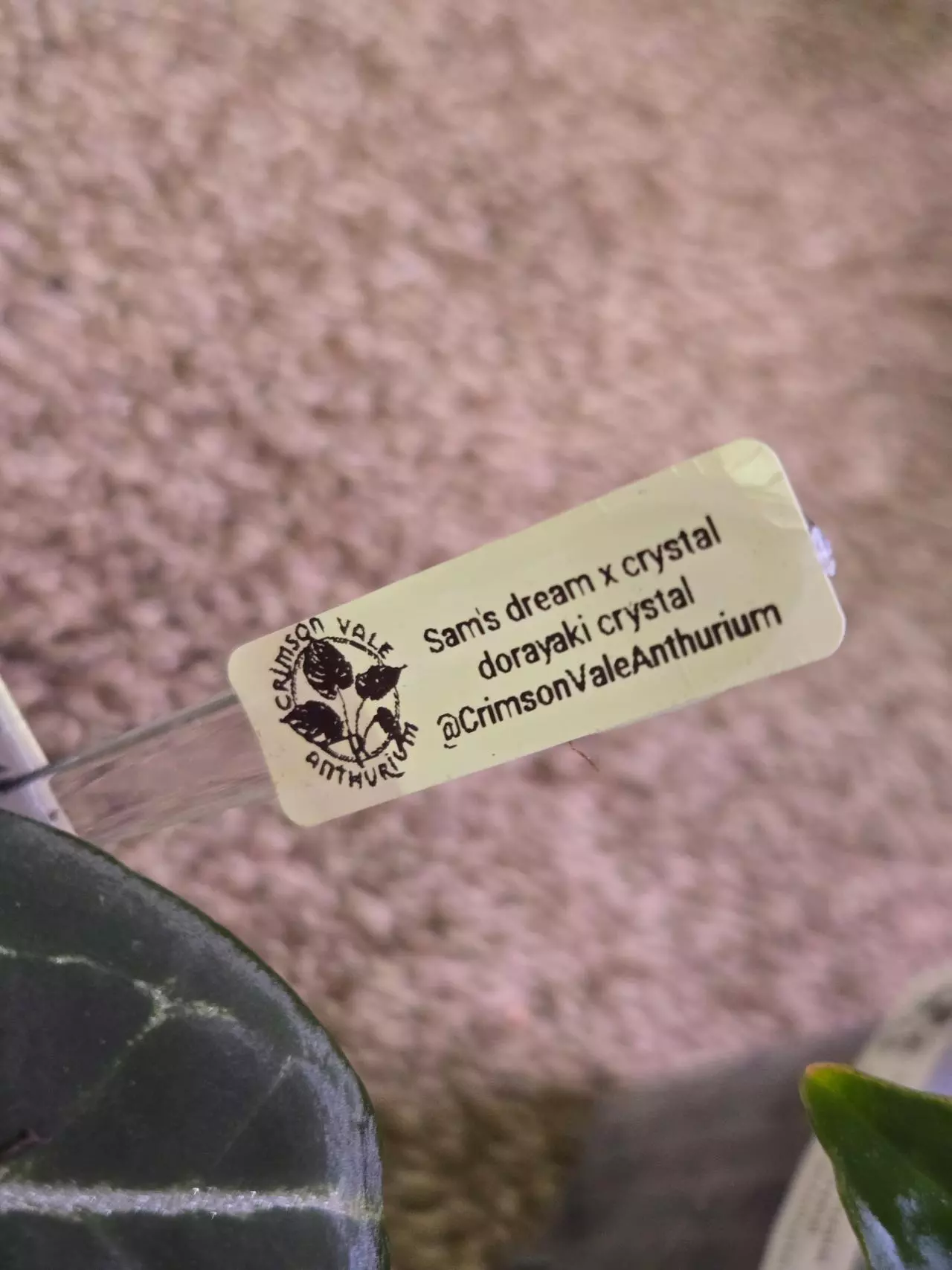 plant/Anthurium Hybrid-1