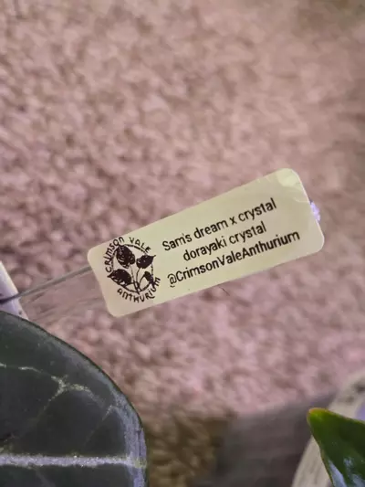 plant/Anthurium Hybrid-1-thumbnail