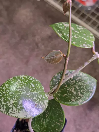plant/Hoya Parasitica Splash-3-thumbnail
